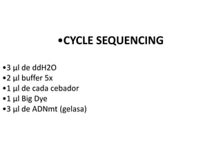 •CYCLE SEQUENCING

•3 µl de ddH2O
•2 µl buffer 5x
•1 µl de cada cebador
•1 µl Big Dye
•3 µl de ADNmt (gelasa)
 