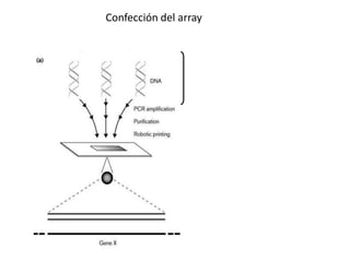 Confección del array
 