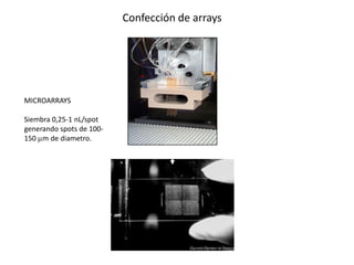 Confección de arrays




MICROARRAYS

Siembra 0,25-1 nL/spot
generando spots de 100-
150 m de diametro.
 