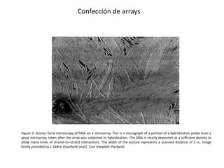 Confección de arrays




Figure 3: Atomic force microscopy of DNA on a microarray. This is a micrograph of a portion of a hybridization probe from a
yeast microarray, taken after the array was subjected to hybridization. The DNA is clearly deposited at a sufficient density to
allow many kinds of strand–to–strand interactions. The width of the picture represents a scanned distance of 2 m. Image
kindly provided by J. DeRisi (Stanford) and E. Carr (Hewlett–Packard).
 