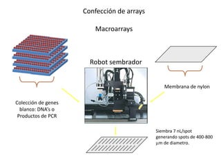 Confección de arrays

                        Macroarrays



                       Robot sembrador


                                               Membrana de nylon

Colección de genes
  blanco: DNA’s o
 Productos de PCR

                                            Siembra 7 nL/spot
                                            generando spots de 400-800
                                             m de diametro.
 