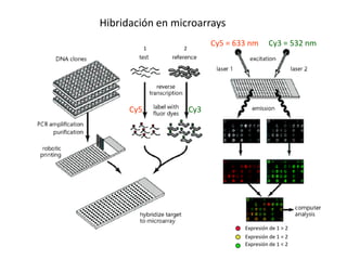 Hibridación en microarrays
                           Cy5 = 633 nm     Cy3 = 532 nm
            1    2




      Cy5            Cy3




                                   Expresión de 1 > 2
                                   Expresión de 1 = 2
                                   Expresión de 1 < 2
 