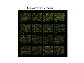 Microarray de levadura
 