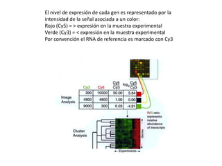 El nivel de expresión de cada gen es representado por la
intensidad de la señal asociada a un color:
Rojo (Cy5) = > expresión en la muestra experimental
Verde (Cy3) = < expresión en la muestra experimental
Por convención el RNA de referencia es marcado con Cy3.
 