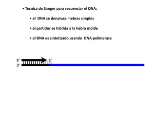 • Técnica de Sanger para secuenciar el DNA:

      • el DNA se denatura: hebras simples

      • el partidor se hibrida a la hebra molde

      • el DNA es sintetizado usando DNA polimerasa




5’              3’
   |||||||||||||||
3’
 