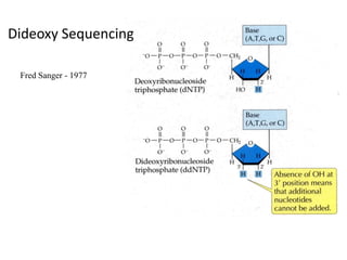 Dideoxy Sequencing

 Fred Sanger - 1977
 