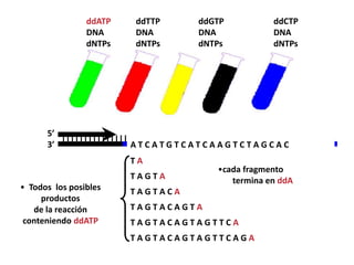 ddATP   ddTTP     ddGTP          ddCTP
                DNA     DNA       DNA            DNA
                dNTPs   dNTPs     dNTPs          dNTPs




      5’
         |||||||||||||||
      3’                 ATCATGTCATCAAGTCTAGCAC
                        TA
                                     •cada fragmento
                        TAGTA           termina en ddA
• Todos los posibles    TAGTACA
     productos
   de la reacción       TAGTACAGTA
 conteniendo ddATP      TAGTACAGTAGTTCA
                        TAGTACAGTAGTTCAGA
 