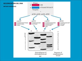 SECUENCIACION DEL DNA
METODO ENZIMATICO
 
