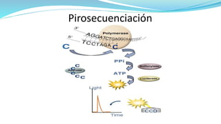Pirosecuenciación
 