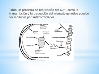 Tanto los procesos de replicación del ADN, como la 
transcripción y la traducción del mensaje genético pueden 
ser inhibidos por antimicrobianos 
 