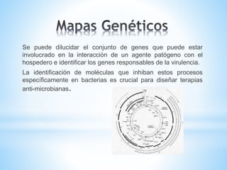 Se puede dilucidar el conjunto de genes que puede estar 
involucrado en la interacción de un agente patógeno con el 
hospedero e identificar los genes responsables de la virulencia. 
La identificación de moléculas que inhiban estos procesos 
específicamente en bacterias es crucial para diseñar terapias 
anti-microbianas. 
 