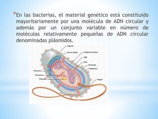*En las bacterias, el material genético está constituido 
mayoritariamente por una molécula de ADN circular y 
además por un conjunto variable en número de 
moléculas relativamente pequeñas de ADN circular 
denominadas plásmidos. 
 