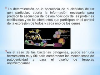 * La determinación de la secuencia de nucleótidos de un 
gen particular, aporta la información necesaria para 
predecir la secuencia de los aminoácidos de las proteínas 
codificadas y de los elementos que participan en el control 
de la expresión de todos y cada uno de los genes. 
*en el caso de las bacterias patógenas, puede ser una 
herramienta muy útil para comprender los mecanismos de 
patogenicidad y para el diseño de terapias 
antimicrobianas. 
 