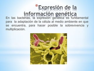 * 
En las bacterias, la expresión genética es fundamental 
para la adaptación de la célula al medio ambiente en que 
se encuentra, para hacer posible la sobrevivencia y 
multiplicación. 
 