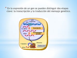 * En la expresión de un gen se pueden distinguir dos etapas 
clave: la transcripción y la traducción del mensaje genético. 
 