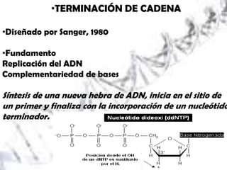 •TERMINACIÓN DE CADENA

•Diseñado por Sanger, 1980

•Fundamento
Replicación del ADN
Complementariedad de bases

Síntesis de una nueva hebra de ADN, inicia en el sitio de
un primer y finaliza con la incorporación de un nucleótido
terminador.
 