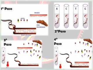 1° Paso




          2°Paso

 3°       4°
 Paso     Paso
 