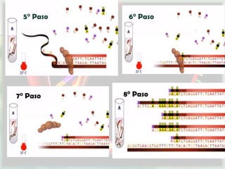 5° Paso    6° Paso




7° Paso     8° Paso
 