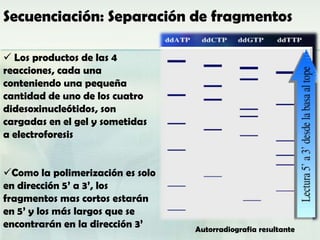 Secuenciación: Separación de fragmentos

 Los productos de las 4
reacciones, cada una
conteniendo una pequeña
cantidad de uno de los cuatro
didesoxinucleótidos, son
cargadas en el gel y sometidas
a electroforesis


Como la polimerización es solo
en dirección 5’ a 3’, los
fragmentos mas cortos estarán
en 5’ y los más largos que se
encontrarán en la dirección 3’    Autorradiografia resultante
 