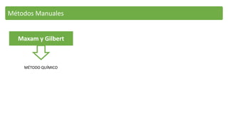 Métodos Manuales
Maxam y Gilbert
MÉTODO QUÍMICO
 