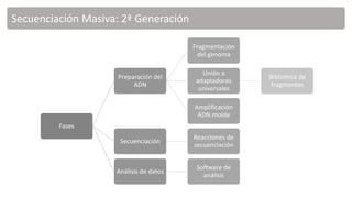 Secuenciación Masiva: 2ª Generación
Fases
Preparación del
ADN
Fragmentación
del genoma
Unión a
adaptadores
universales
Biblioteca de
fragmentos
Amplificación
ADN molde
Secuenciación
Reacciones de
secuenciación
Análisis de datos
Software de
análisis
 