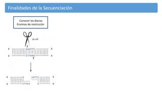 Finalidades de la Secuenciación
Conocer las dianas
Enzimas de restricción
 