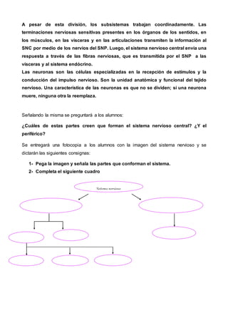 A pesar de esta división, los subsistemas trabajan coordinadamente. Las
terminaciones nerviosas sensitivas presentes en los órganos de los sentidos, en
los músculos, en las vísceras y en las articulaciones transmiten la información al
SNC por medio de los nervios del SNP. Luego, el sistema nervioso central envía una
respuesta a través de las fibras nerviosas, que es transmitida por el SNP a las
vísceras y al sistema endócrino.
Las neuronas son las células especializadas en la recepción de estímulos y la
conducción del impulso nervioso. Son la unidad anatómica y funcional del tejido
nervioso. Una característica de las neuronas es que no se dividen; si una neurona
muere, ninguna otra la reemplaza.
Señalando la misma se preguntará a los alumnos:
¿Cuáles de estas partes creen que forman el sistema nervioso central? ¿Y el
periférico?
Se entregará una fotocopia a los alumnos con la imagen del sistema nervioso y se
dictarán las siguientes consignas:
1- Pega la imagen y señala las partes que conforman el sistema.
2- Completa el siguiente cuadro
Sistema nervioso
 