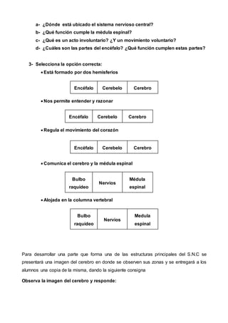 a- ¿Dónde está ubicado el sistema nervioso central?
b- ¿Qué función cumple la médula espinal?
c- ¿Qué es un acto involuntario? ¿Y un movimiento voluntario?
d- ¿Cuáles son las partes del encéfalo? ¿Qué función cumplen estas partes?
3- Selecciona la opción correcta:
 Está formado por dos hemisferios
Encéfalo Cerebelo Cerebro
 Nos permite entender y razonar
Encéfalo Cerebelo Cerebro
 Regula el movimiento del corazón
 Comunica el cerebro y la médula espinal
Bulbo
raquídeo
Nervios
Médula
espinal
 Alojada en la columna vertebral
Bulbo
raquídeo
Nervios
Medula
espinal
Para desarrollar una parte que forma una de las estructuras principales del S.N.C se
presentará una imagen del cerebro en donde se observen sus zonas y se entregará a los
alumnos una copia de la misma, dando la siguiente consigna
Observa la imagen del cerebro y responde:
Encéfalo Cerebelo Cerebro
 