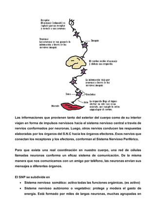 Las informaciones que provienen tanto del exterior del cuerpo como de su interior
viajan en forma de impulsos nerviosos hacia el sistema nervioso central a través de
nervios conformados por neuronas. Luego, otros nervios conducen las respuestas
elaboradas por los órganos del S.N.C hacia los órganos efectores. Esos nervios que
conectan los receptores y los efectores, conforman el Sistema Nervioso Periférico.
Para que exista una real coordinación en nuestro cuerpo, una red de células
llamadas neuronas conforma un eficaz sistema de comunicación. De la misma
manera que nos comunicamos con un amigo por teléfono, las neuronas envían sus
mensajes a diferentes órganos.
El SNP se subdivide en
 Sistema nervioso somático: activa todas las funciones orgánicas. (es activo)
 Sistema nervioso autónomo o vegetativo: protege y modera el gasto de
energía. Está formado por miles de largas neuronas, muchas agrupadas en
 