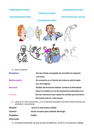 TERMORRECEPTORES QUIMIORRECEPTORES
PROPIOCEPTORES
VISCERORRECEPTORES RECEPTORES DEL DOLOR
FONORRECEPTORES
4- Unir con flechas
Receptores Son las células encargadas de transmitir los impulsos
nerviosos.
Medula espinal Se encuentra en el interior del cráneo y está formado
por otro órganos.
Neuronas Realiza dos funciones básicas: conduce la información
hacia el encéfalo y envía las respuestas producidas en el.
Encéfalo Son las estructuras que captan las señales que provienen
del mundo exterior o del cuerpo.
5- ¿Qué es un acto involuntario? ¿ y un movimiento voluntario? Escribe si estas acciones son
voluntarias o involuntarias.
Respirar mover la mano para saludar
Caminar mover la mano para retirarla del fuego
Parpadear hablar
Estornudar
6- Comenta brevemente de que se trata el Alzheimer, el ACV y la esclerosis múltiple.
 