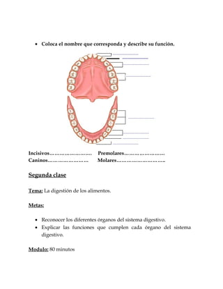 • Coloca el nombre que corresponda y describe su función.
Incisivos……………………. Premolares……………………
Caninos…………………… Molares………………………..
Segunda clase
Tema: La digestión de los alimentos.
Metas:
• Reconocer los diferentes órganos del sistema digestivo.
• Explicar las funciones que cumplen cada órgano del sistema
digestivo.
Modulo: 80 minutos
 