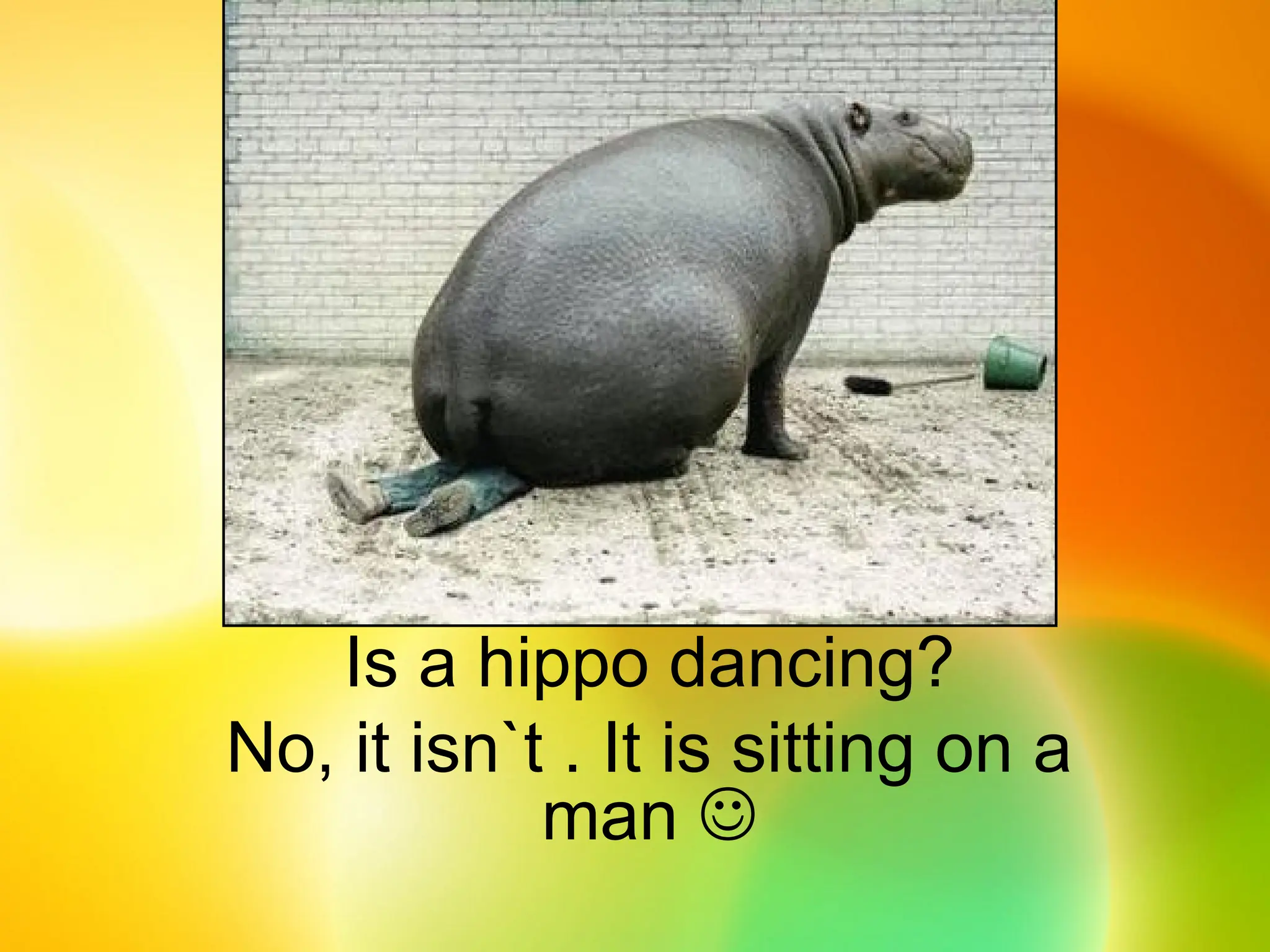 Is a hippo dancing?
No, it isn`t . It is sitting on a
man 
 