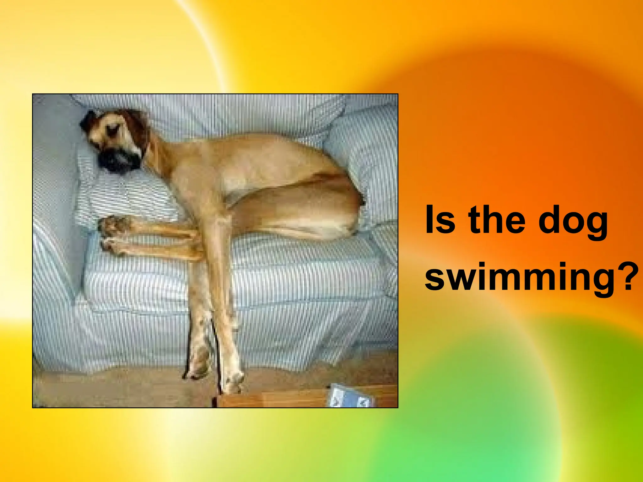Is the dog
swimming?
 