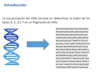 La secuenciación del ADN consiste en determinar el orden de las
bases A, C, G y T en un fragmento de ADN.
ATCGATCGATCGATCAGCTACGATCG
ATCGATCGATCGATCGATCAGCATCG
ATCGATCGATCGATCGATCGATCGAT
CGATCGATCGATCGATCGATCGATCG
ATCGATCGATCATTTATATTCTGCCGT
ACGACCTGACTGATCTGATCGAGTCG
ATCGACTACATATCGATCGATCGACG
ATCGTACGTATGCATGCGATCGTATCG
AGTCGTACTACGAGTCGACTGATCGT
AGTATATATGCAGCGATCGATGATCG
AGTCGATGTATTCTGACGCGATCTGA
GTCTGATGCCGTAGCAACGCTATGCT
ACTAGCTGACGTCATGCGTACGTAGT
CGTAGTACGTATCGATGCTGATGCAC
2
 