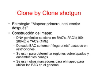 Clone by Clone shotgun
• Estrategia: “Mapear primero, secuenciar
después”
• Construcción del mapa:
– DNA genómico se clona en BAC’s, PAC’s(100-
200kb) o YAC’s (1Mb)
– De cada BAC se toman “fingerprints” basados en
restricciones.
– Se usan para determinar regiones sobrelapadas y
ensamblar los contigs
– Se usan otros marcadores para el mapeo para
ubicar los BAC en el genoma.
 