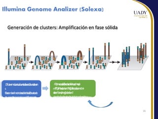 16
Generación de clusters: Amplificación en fase sólida
D
F
U
o
e
n
s
r
m
n
i
ó
a
a
n
t
c
u
c
i
r
ó
o
a
n
v
l
i
a
z
d
l
a
e
e
c
n
i
c
ó
t
l
e
u
n
s
d
c
t
e
o
e
r
n
s
f
d
o
c
e
r
e
m
b
c
a
d
m
e
o
i
n
r
d
e
a
s
s
d
d
e
e
i
n
r
l
e
c
a
i
c
l
d
l
t
a
o
o
c
b
e
o
l
e
n
i
n
v
e
e
r
s
x
o
t
r
s
c
e
a
e
m
d
n
o
e
e
s
n
l
a
l
s
i
b
o
r
p
e
o
s
r
t
e
FDesna
ormación
turalde
izaci
l
aón
cad
cena
on
formamida
compleme
de
nlt
a
aria
doble
cadena
A
D
S
m
e
e
n
p
c
s
l
o
i
d
f
l
i
o
a
c
c
d
a
a
c
d
n
i
ó
e
l
n
o
a
s
d
m
e
t
e
p
l
m
l
A
i
f
D
p
i
c
N
l
a
a
c
t
c
i
e
ó
o
s
n
dP
e
q
C
p
u
R
e
e
n
p
c
d
u
o
ie
n
n
tt
i
te
d
c
e
o
e
n
n
ll
a
ad
y
ru
ed
n
ga
i
só
id
na
ed
d
e
s
c
o
e
b
n
d
a
o
d
e
c
i
o
d
c
r
e
a
e
b
s
y
a
i
a
d
n
d
o
m
a
r
ó
e
p
s
v
t
a
i
l
d
e
o
sres
 