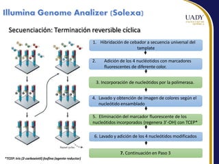 17
Secuenciación: Terminación reversible cíclica
7. Continuación en Paso 3
1. Hibridación de cebador a secuencia universal del
tamplate
2. Adición de los 4 nucléotidos con marcadores
fluorescentes de diferente color.
3. Incorporación de nucleótidos por la polimerasa.
4. Lavado y obtención de imagen de colores según el
nucleótido ensamblado
5. Eliminación del marcador fluorescente de los
nucleótidos incorporados (regenera 3’-OH) con TCEP*
6. Lavado y adición de los 4 nucleótidos modificados
*TCEP: tris (2-carboxietil) fosfina (agente reductor)
 