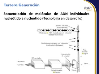 Secuenciación de moléculas de ADN individuales
nucleótido a nucleótido (Tecnología en desarrollo)
 