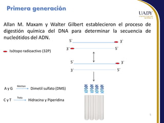 Allan M. Maxam y Walter Gilbert establecieron el proceso de
digestión química del DNA para determinar la secuencia de
nucleótidos del ADN.
3´
3´
5´
5´
3´
5´
5´
3´
Isótopo radioactivo (32P)
A y G Dimetil sulfato (DMS)
C y T Hidracina y Piperidina
Metilan
5
Trata
 