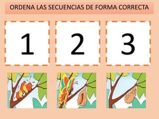 ORDENA LAS SECUENCIAS DE FORMA CORRECTA
1 2 3
 