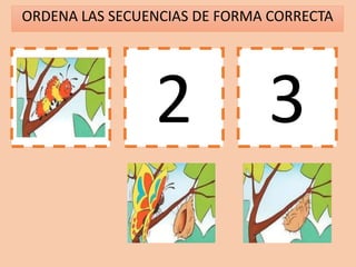 ORDENA LAS SECUENCIAS DE FORMA CORRECTA
1 2 3
 