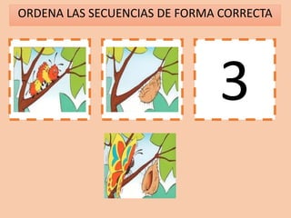 ORDENA LAS SECUENCIAS DE FORMA CORRECTA
1 2 3
 
