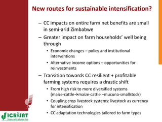 Climate change adaptation strategies in semi-arid Zimbabwe for sustainable intensification of crop-livestock systems