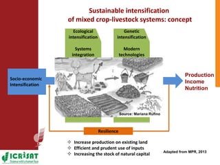 Climate change adaptation strategies in semi-arid Zimbabwe for sustainable intensification of crop-livestock systems