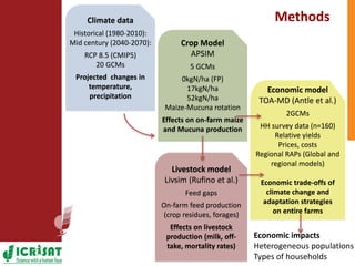 Climate change adaptation strategies in semi-arid Zimbabwe for sustainable intensification of crop-livestock systems