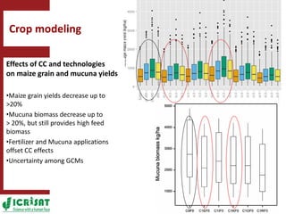 Climate change adaptation strategies in semi-arid Zimbabwe for sustainable intensification of crop-livestock systems