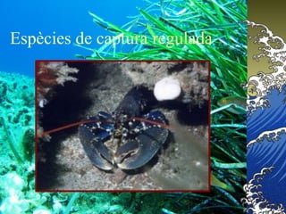 Espècies de captura regulada
 