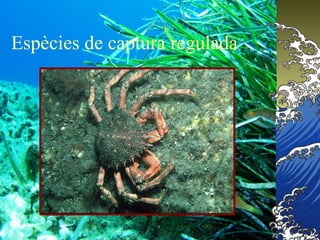 Espècies de captura regulada
 