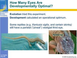 How Many Eyes Are  Developmentally Optimal? <ul><li>Evolution  tried this experiment. </li></ul><ul><li>Development  calcu...