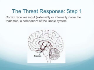 The Threat Response: Step 1
Cortex receives input (externally or internally) from the
thalamus, a component of the limbic system.

 